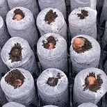 Таблетки Jiffy-7 Forestry (42 мм) в коробке Таблетки Jiffy-7 Forestry (42 мм) в коробке