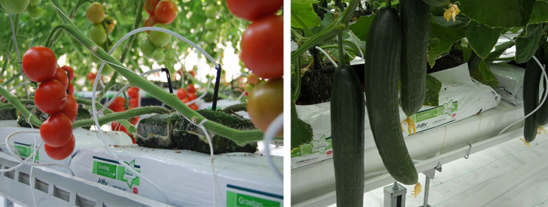 jiffy_growbag_2.jpg jiffy_growbag_2.jpg