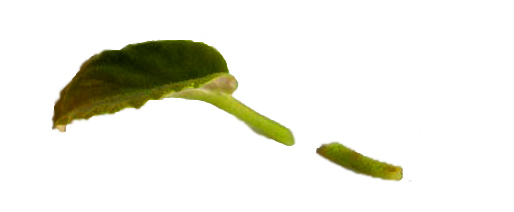 укореняем фиалку3 copy.jpg укореняем фиалку3 copy.jpg
