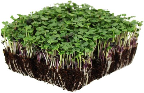 microgreens1.jpg