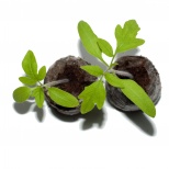 Таблетки Jiffy-7 PLA (42 х 43мм) в коробке Таблетки Jiffy-7 PLA (42 х 43мм) в коробке