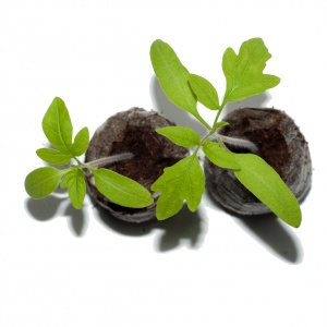 Торфяные таблетки Jiffy-7 PLA (30мм х 35мм) в коробке